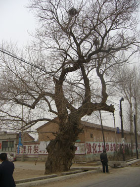 �����Ř�����f